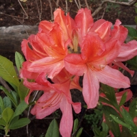 Azalija (Rhododendron) lašišinė (sėjinukai)